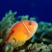 anemonefish_pink_bs_h_0705_png491.jpg